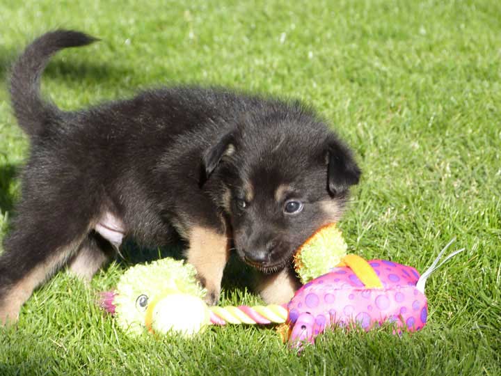 chinook dog